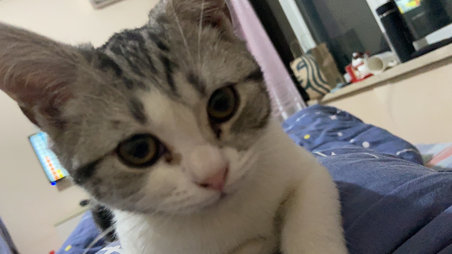 一只猫